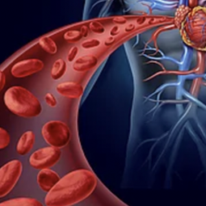 Heart & Blood Support