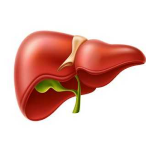 Liver Health