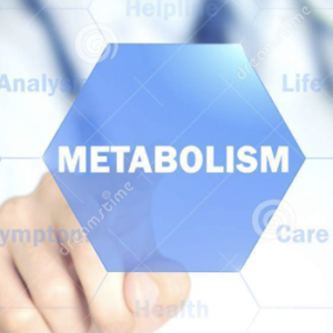 Metabolism Support